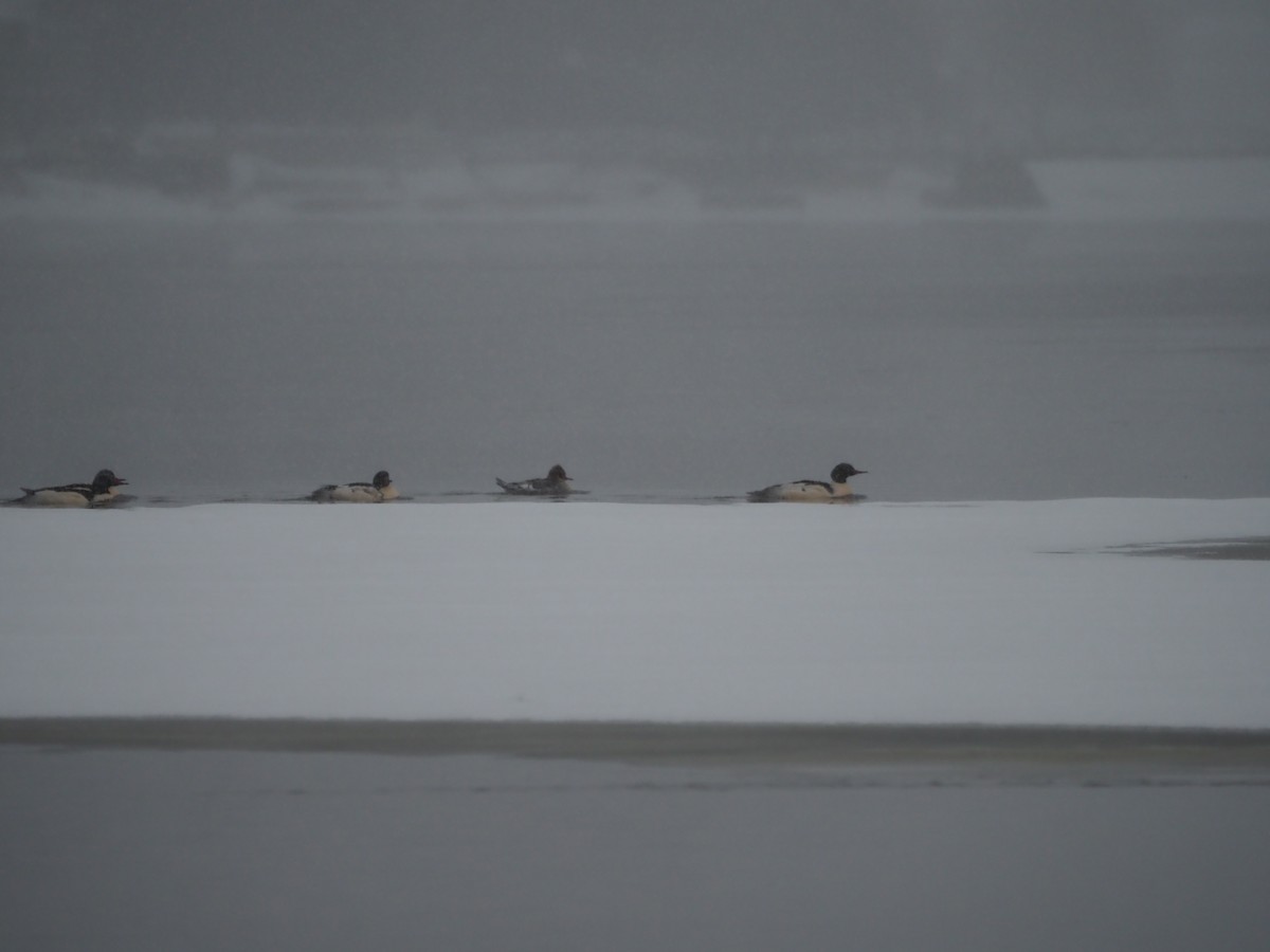 Gänsesäger - ML646558720