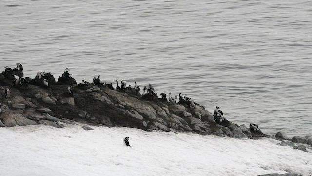 Imperial Cormorant (Antarctic) - ML646558721