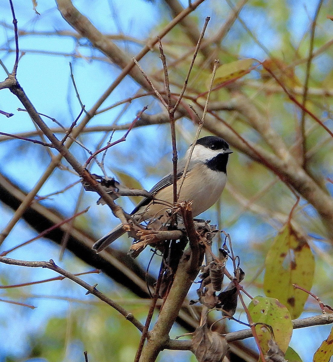 sýkora karolínská - ML646558724