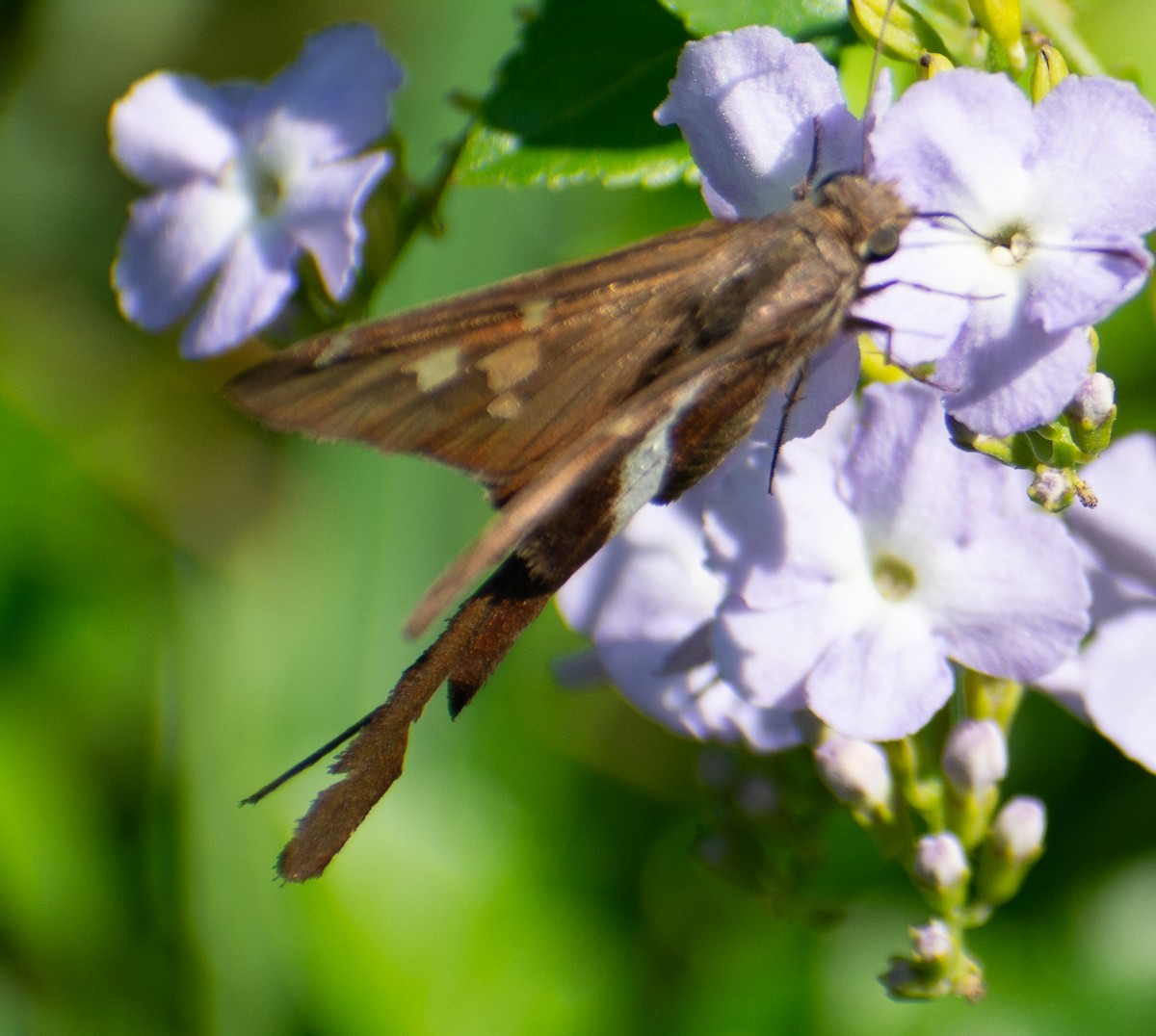 Hayvanlar - ML646558727