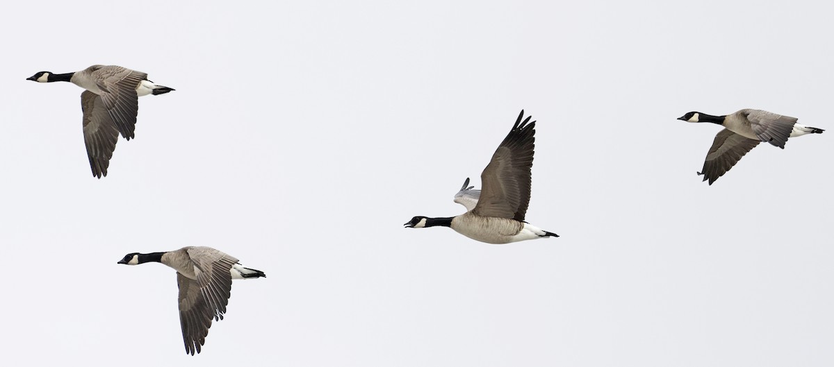 berneška malá - ML646558728