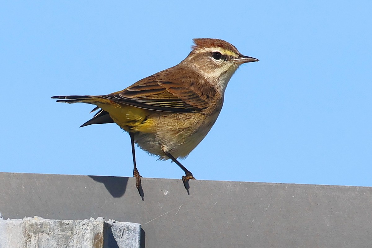 ヤシアメリカムシクイ - ML646558729