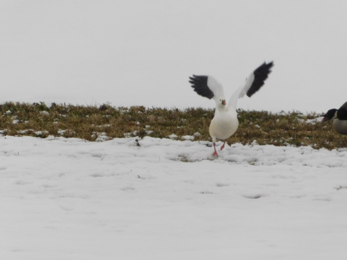 Zwergschneegans - ML646558730