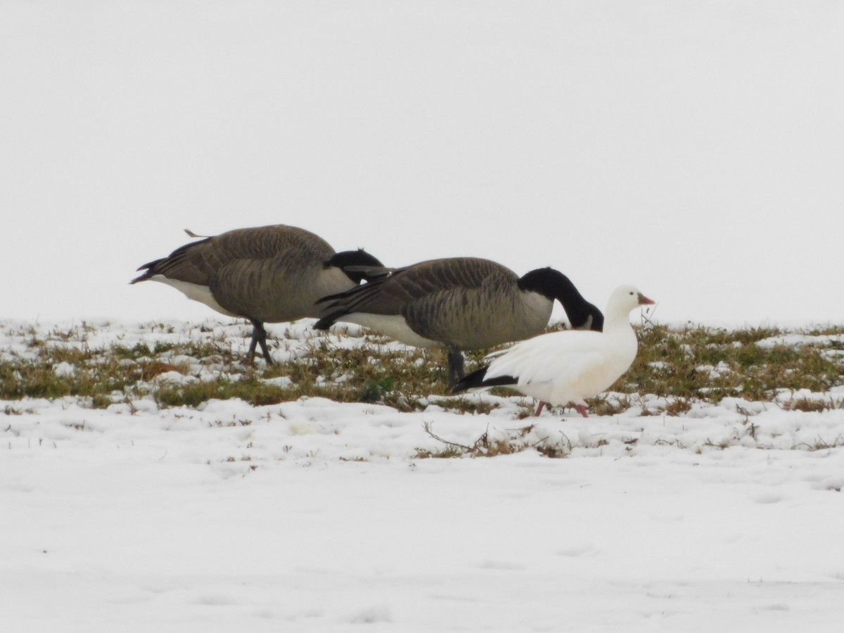 Zwergschneegans - ML646558731
