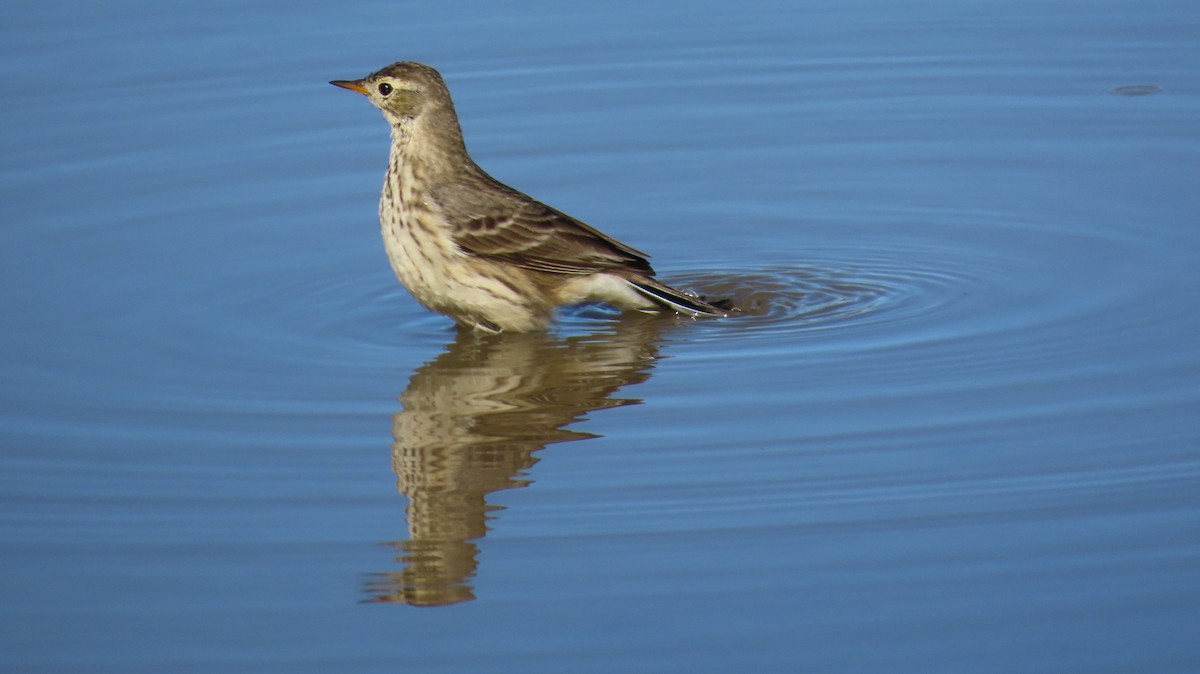 kanadapiplerke - ML646558732