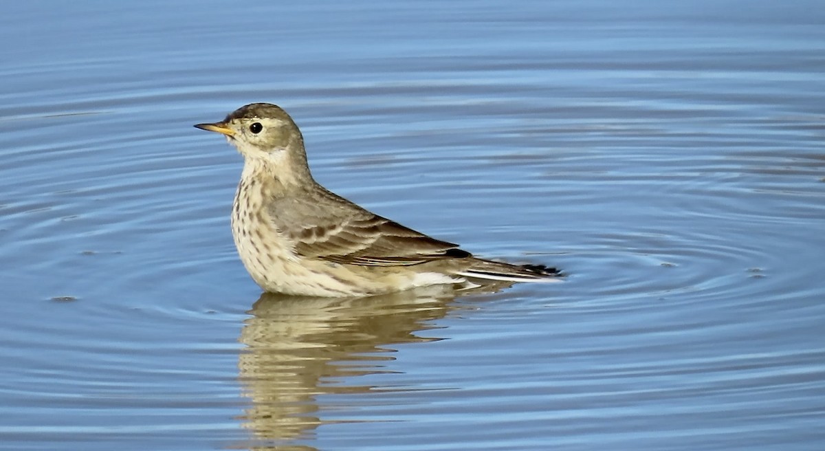 kanadapiplerke - ML646558736