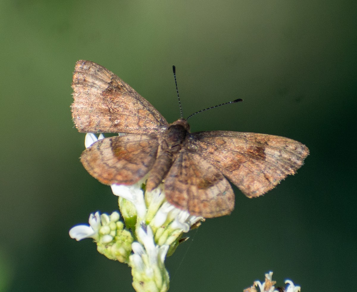 Hayvanlar - ML646558738