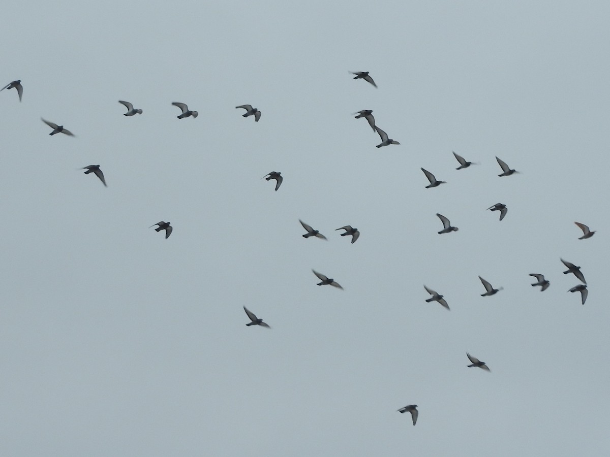 カワラバト（ドバト、家畜型） - ML646558739