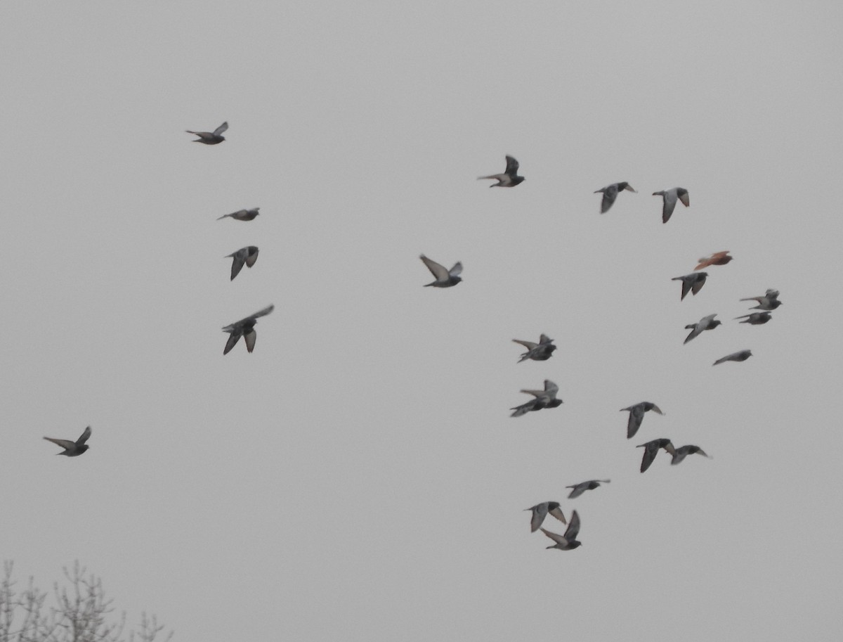 カワラバト（ドバト、家畜型） - ML646558740