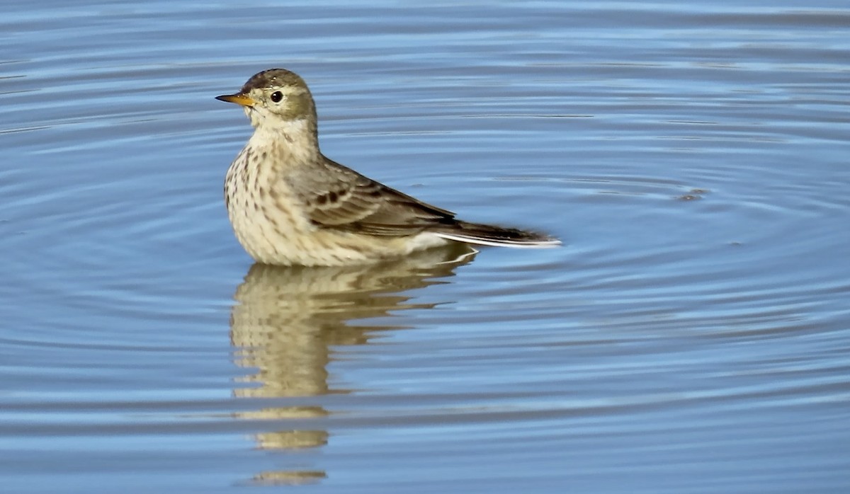 kanadapiplerke - ML646558741