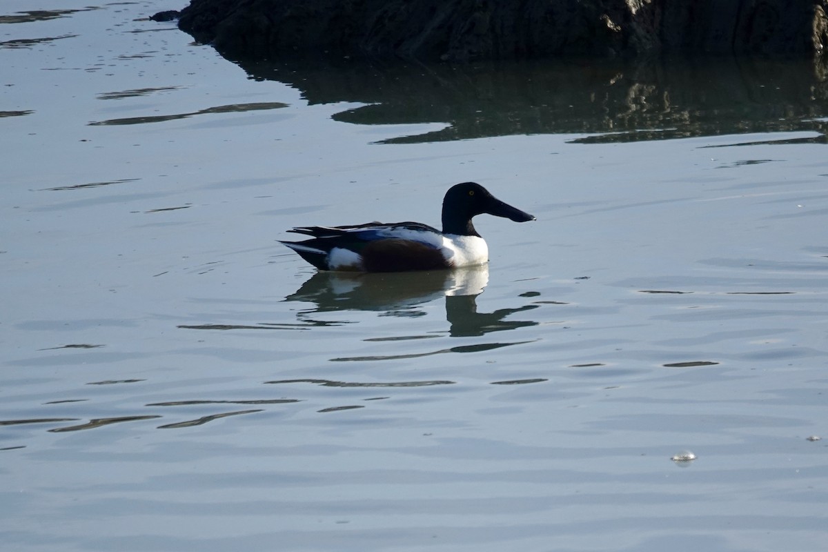 Northern Shoveler - ML646558743