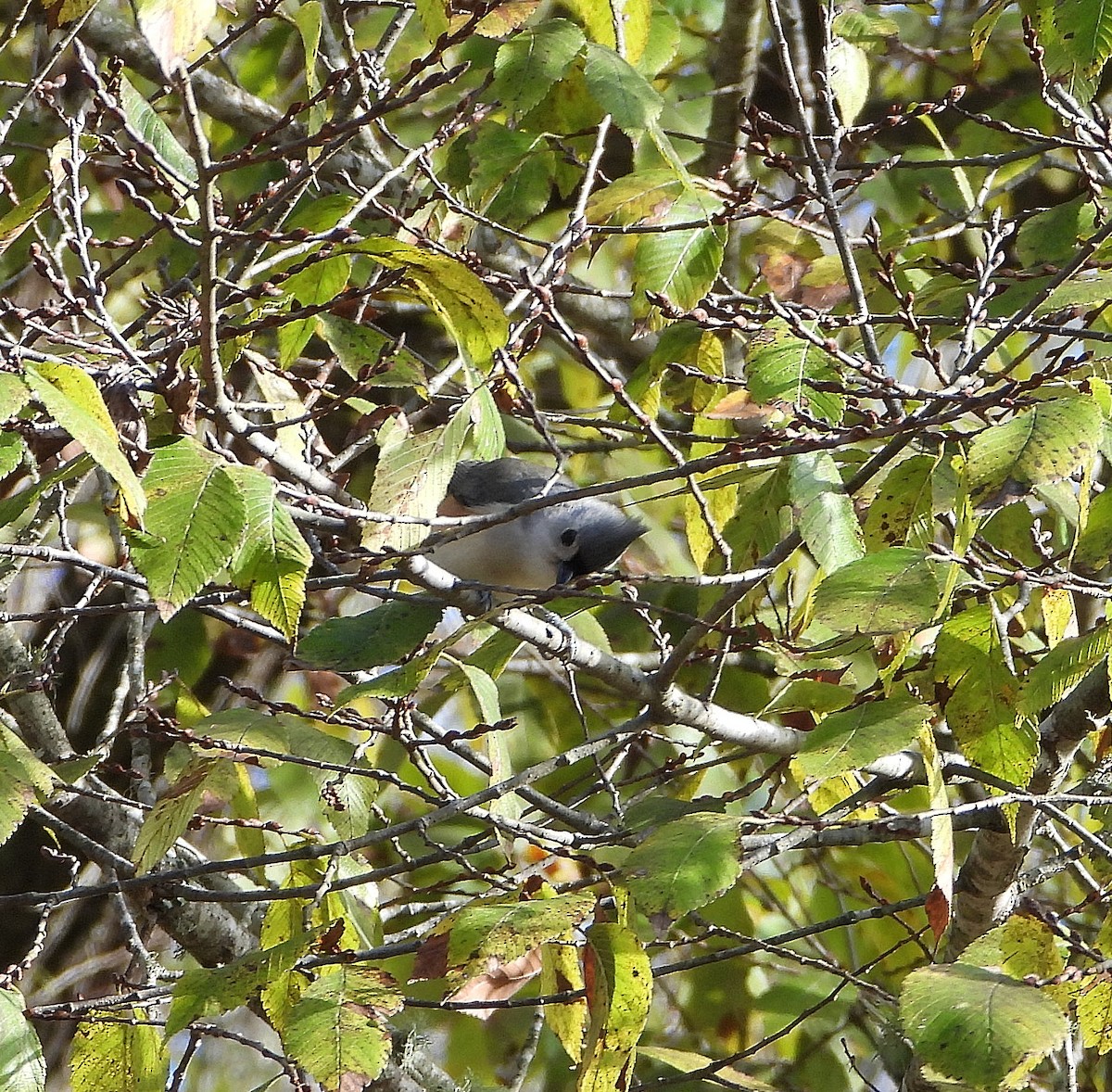 Американская гренадерка - ML646558744