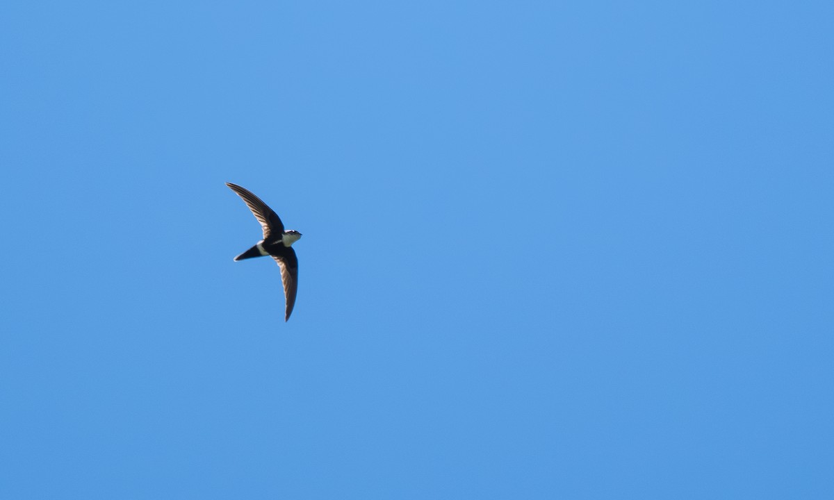 White-tipped Swift - ML646558749