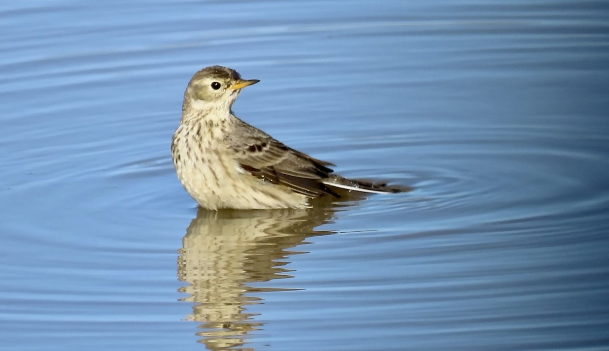 kanadapiplerke - ML646558751