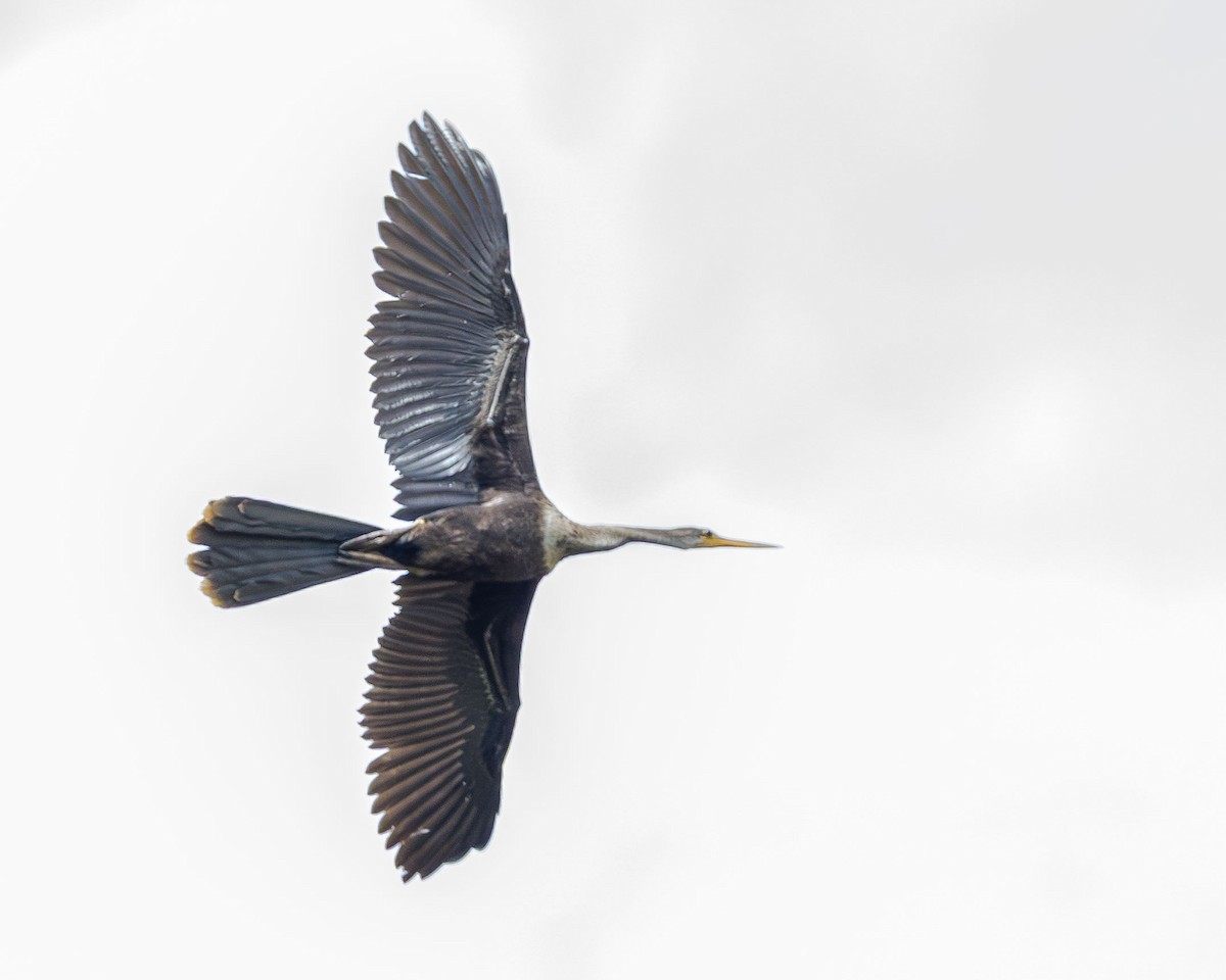 Anhinga - ML646558752