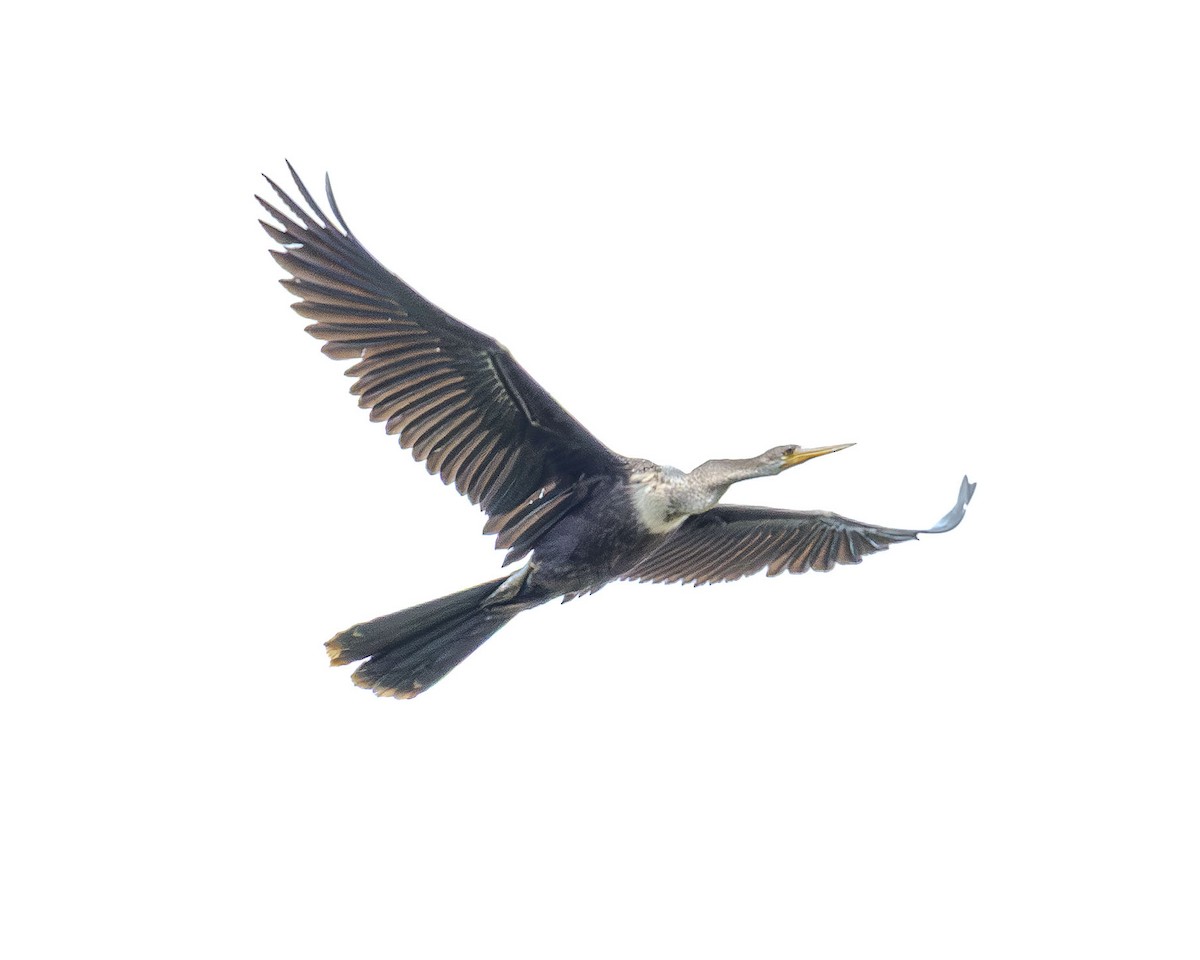 Anhinga - ML646558753