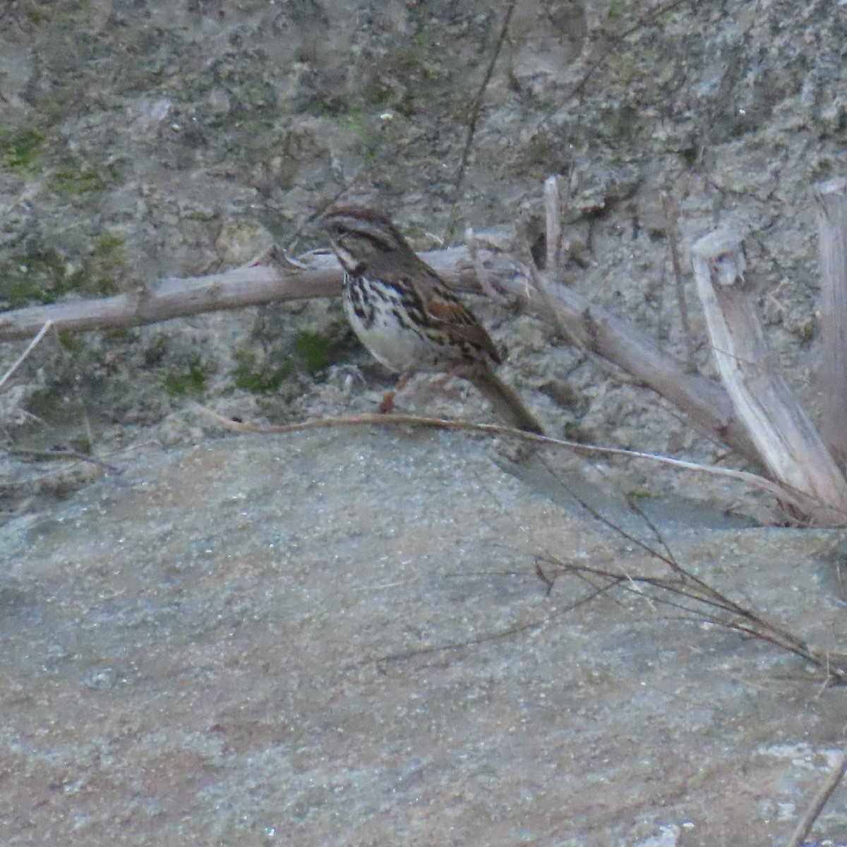 Song Sparrow - ML646558754