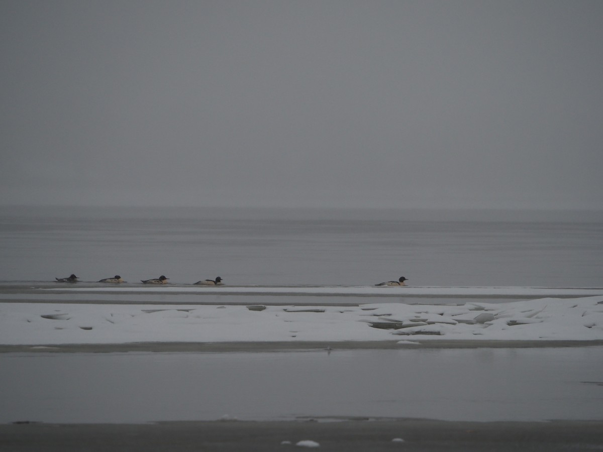 Gänsesäger - ML646558755