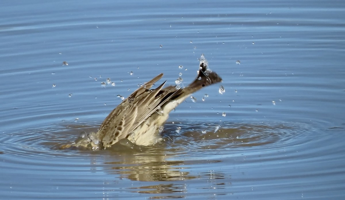 kanadapiplerke - ML646558756