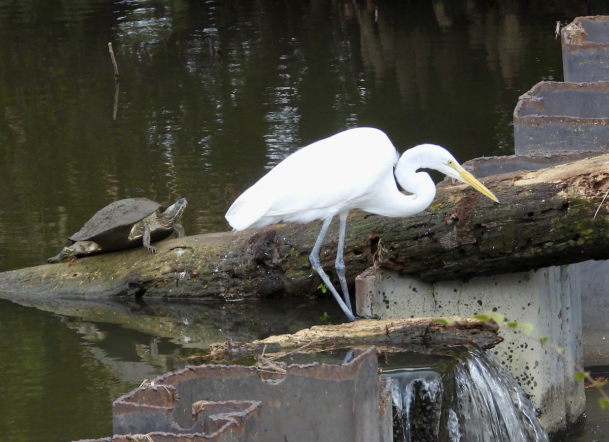 Great Egret - ML646558757