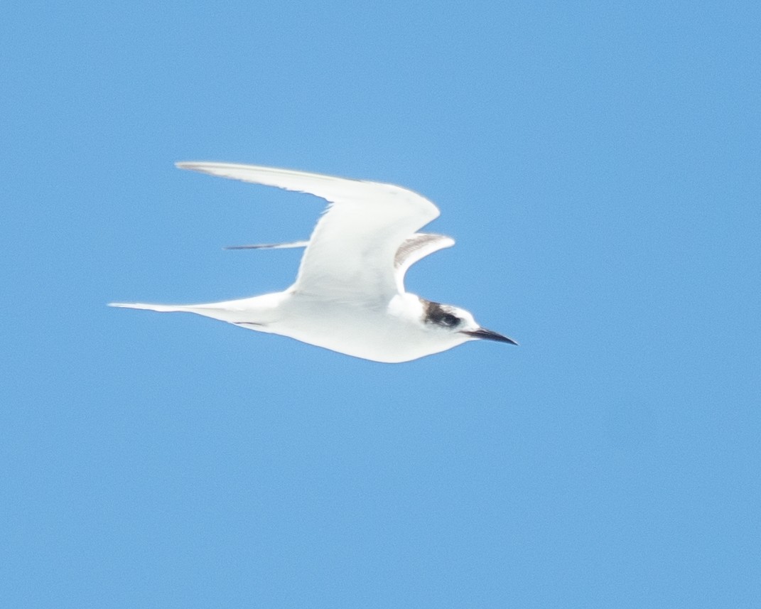 South American Tern - ML646558758