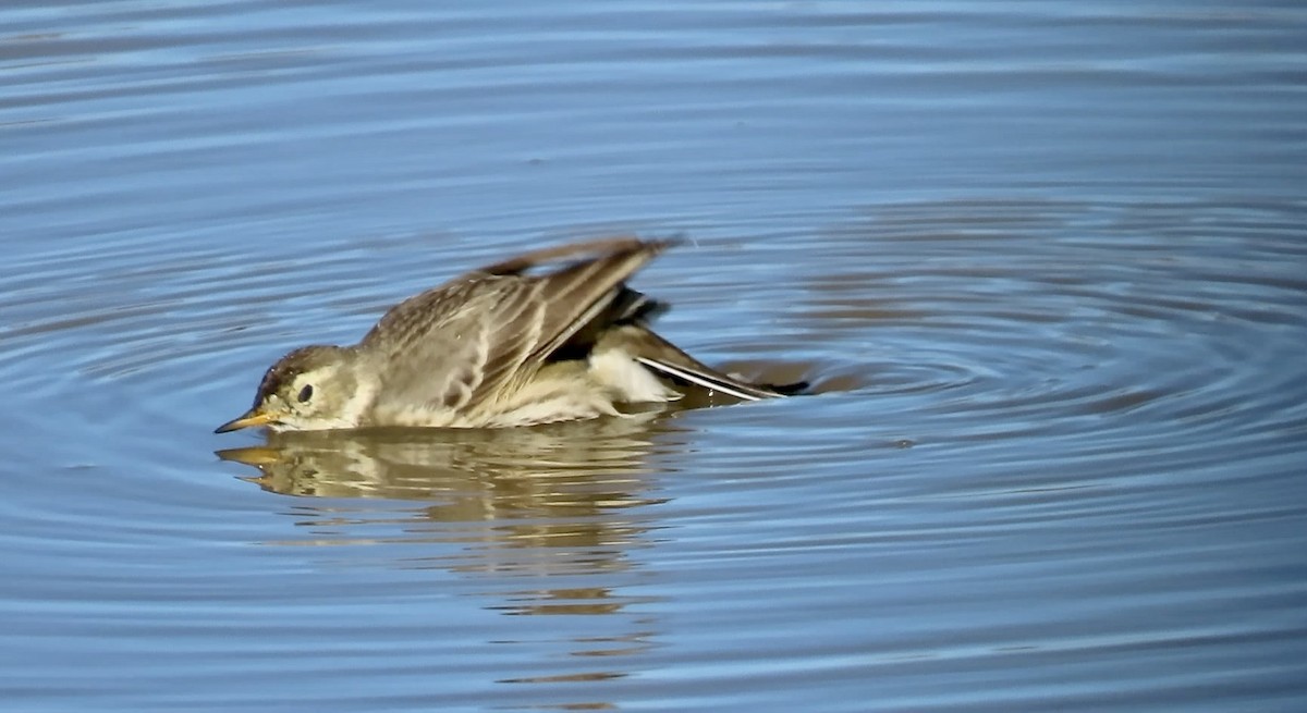 kanadapiplerke - ML646558759