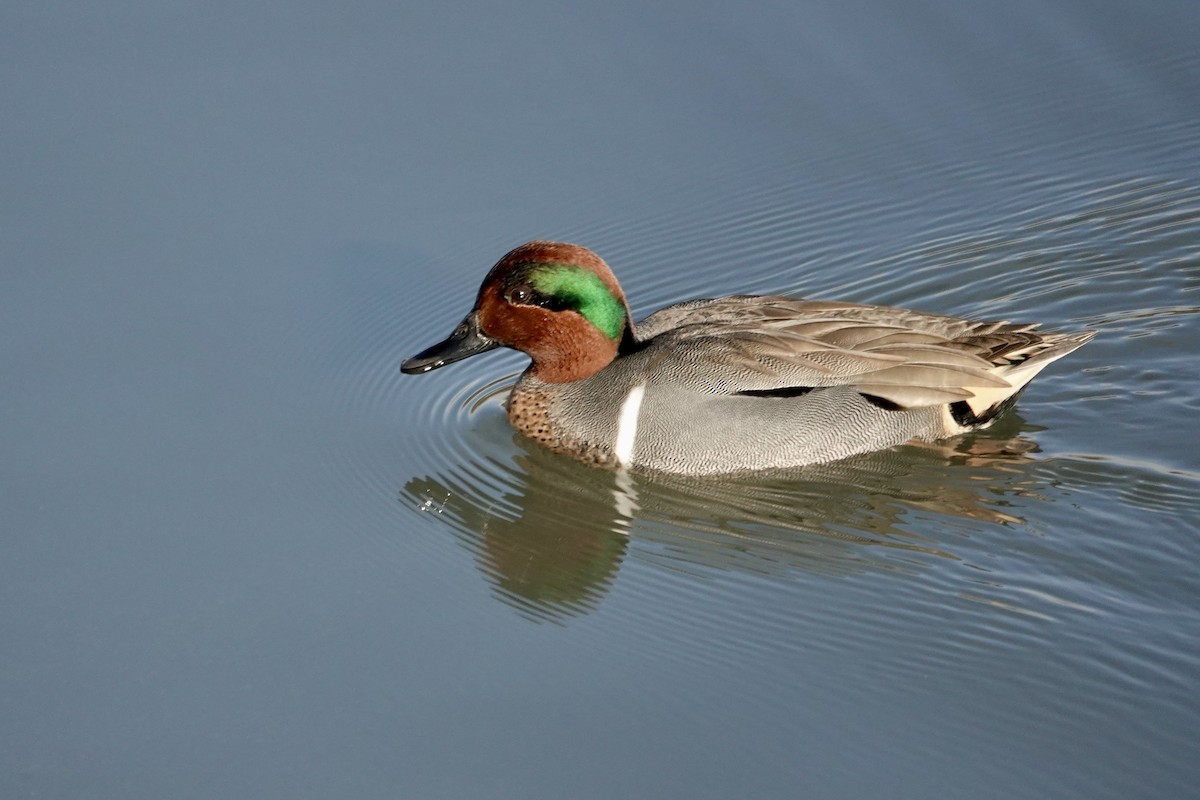 Green-winged Teal - ML646558761
