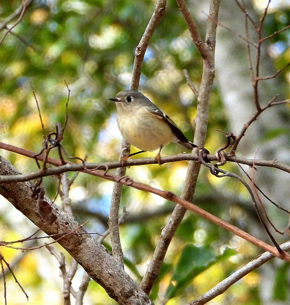 Ruby-crowned Kinglet - ML646558762