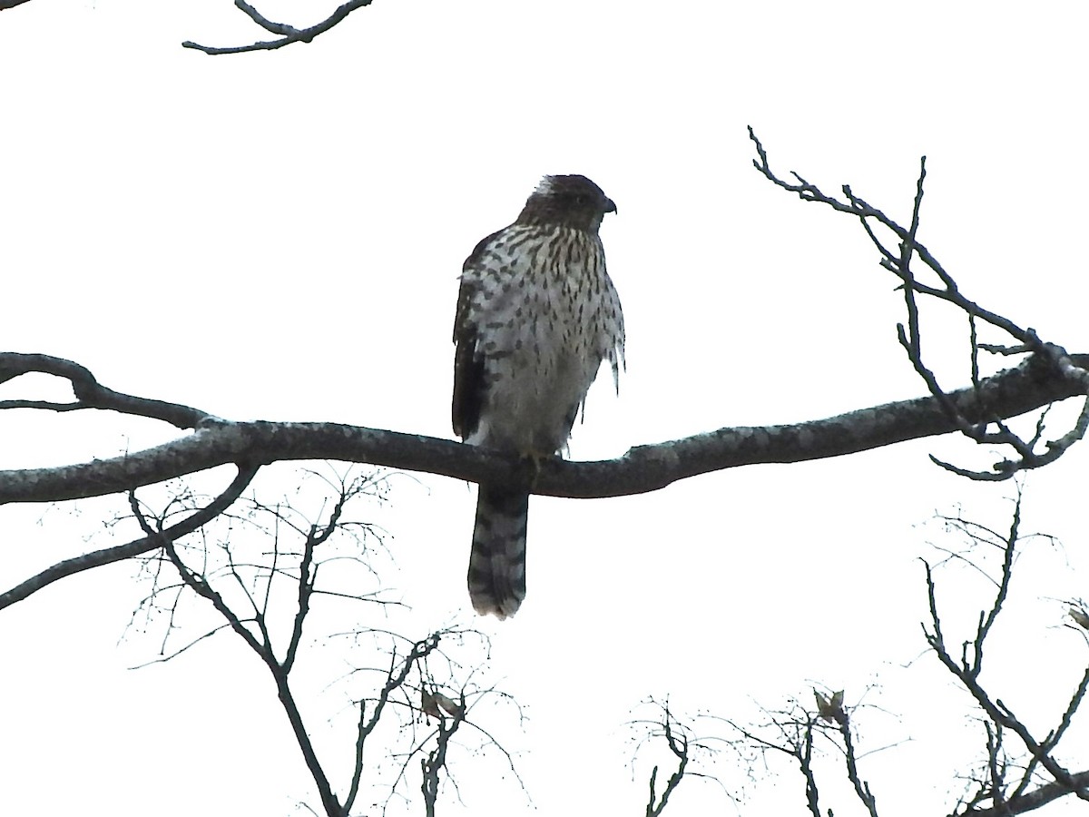 Cooper's Hawk - ML646558763