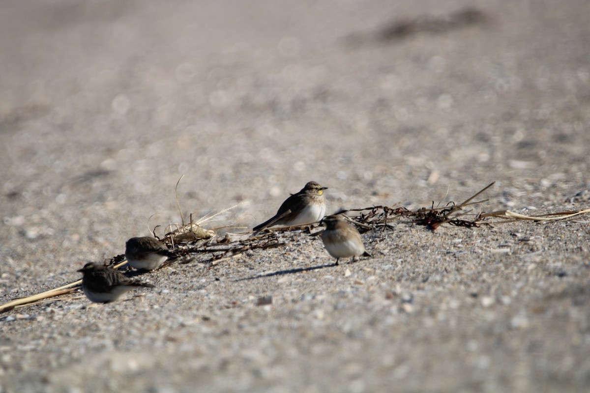 צחיחנית חרמון - ML646558764