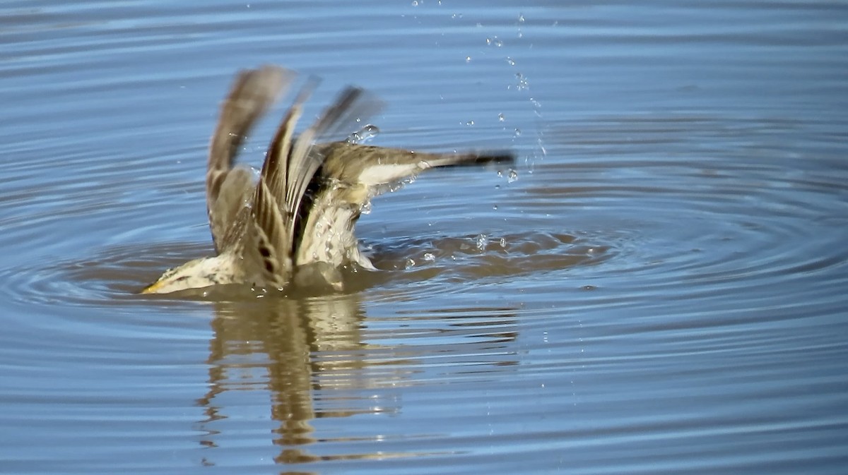 kanadapiplerke - ML646558775