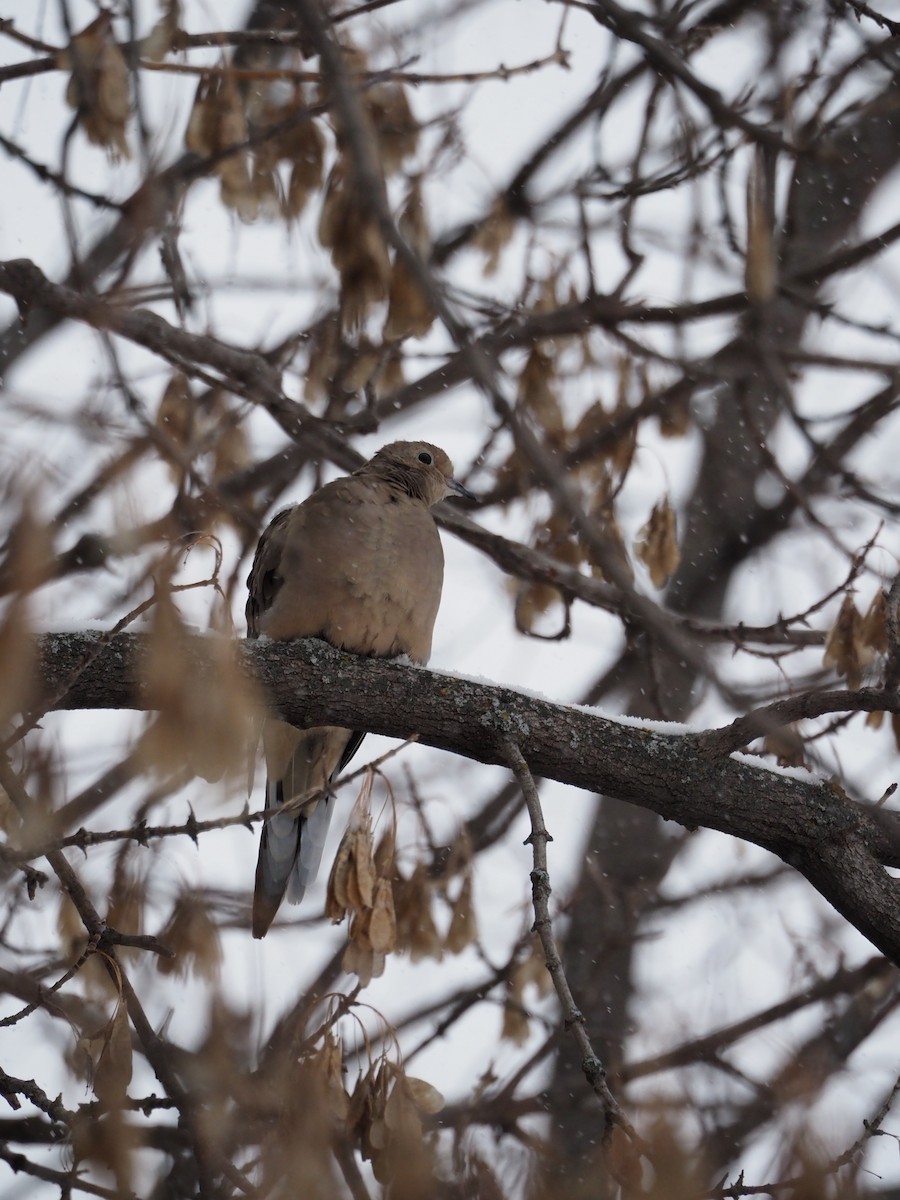 Carolinataube - ML646558778