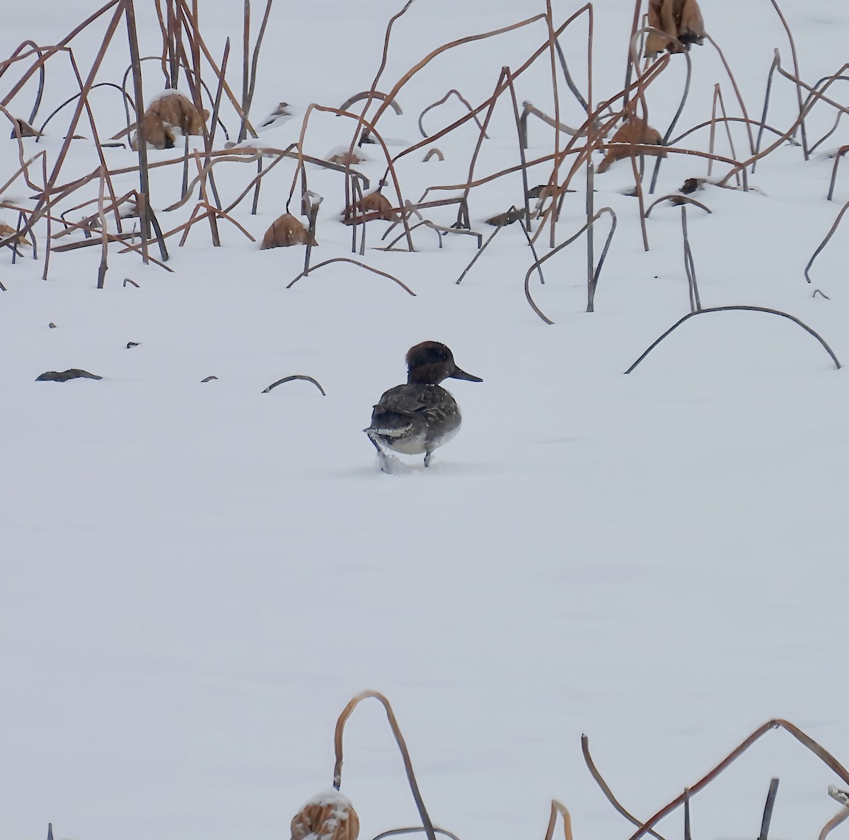 Ногоохон нугас - ML646558779