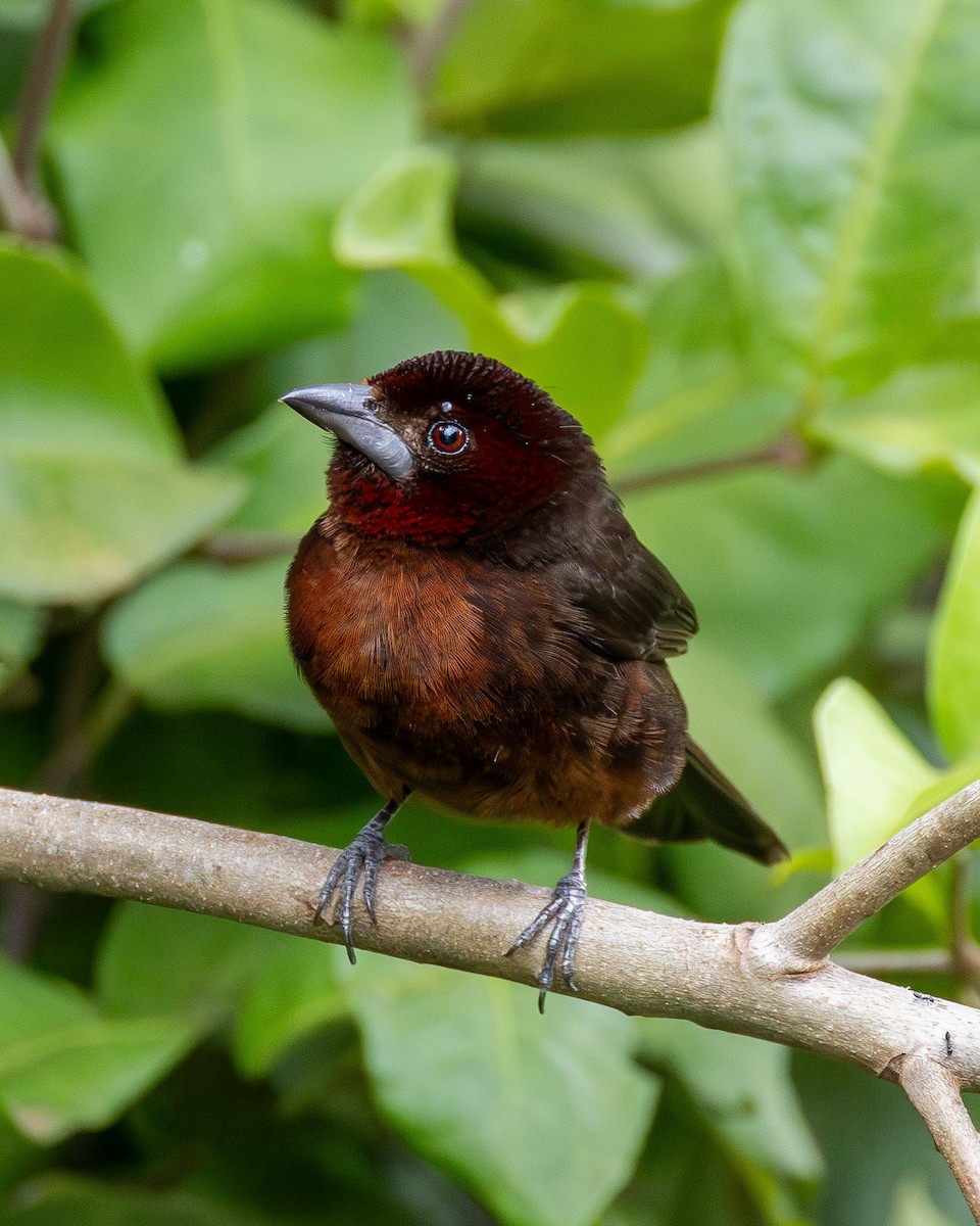 Silver-beaked Tanager - ML646558780