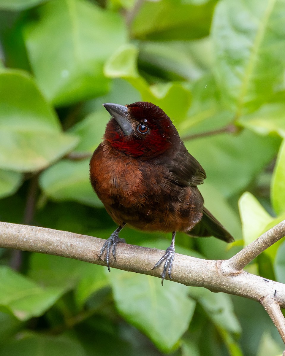 Silver-beaked Tanager - ML646558781