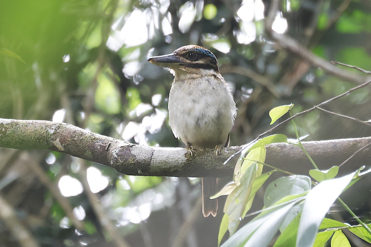 Hook-billed Kingfisher - ML646558783