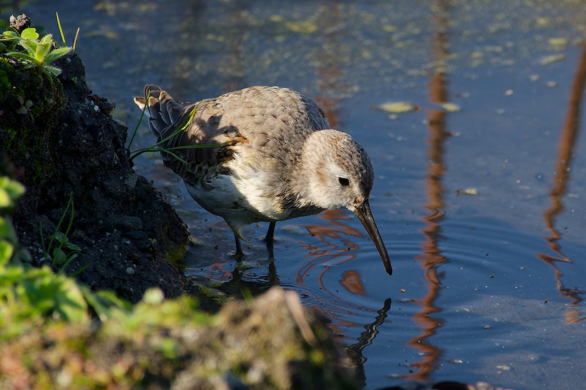 myrsnipe - ML646558785