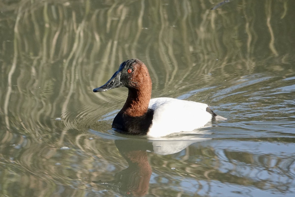 Riesentafelente - ML646558789