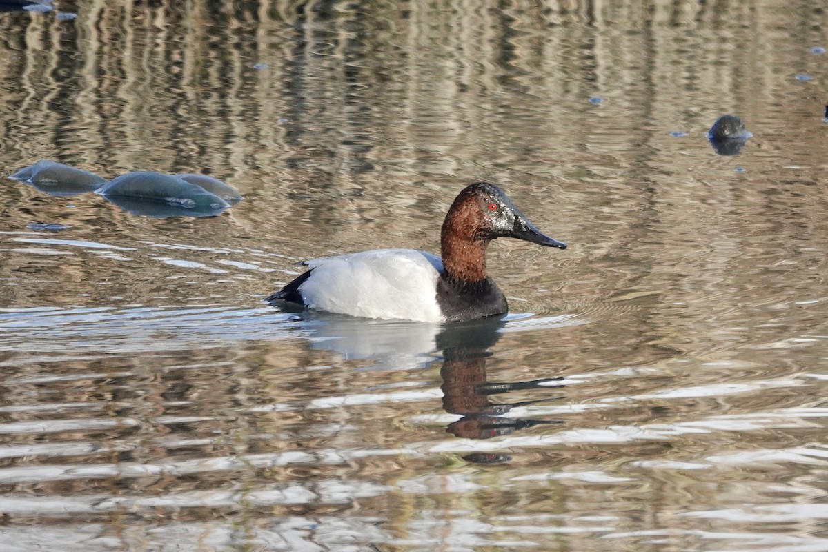 Riesentafelente - ML646558790