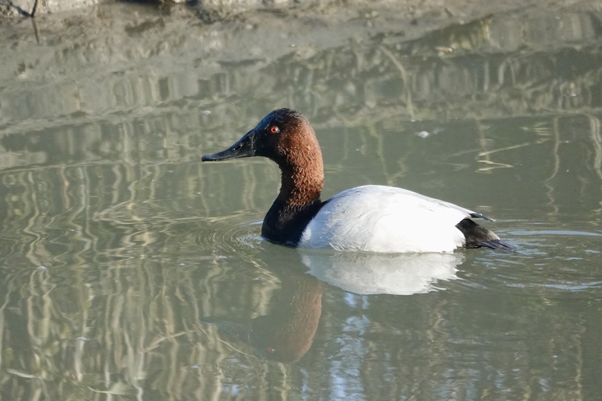 Riesentafelente - ML646558791