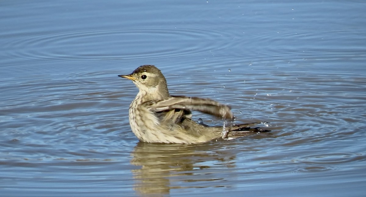 kanadapiplerke - ML646558792