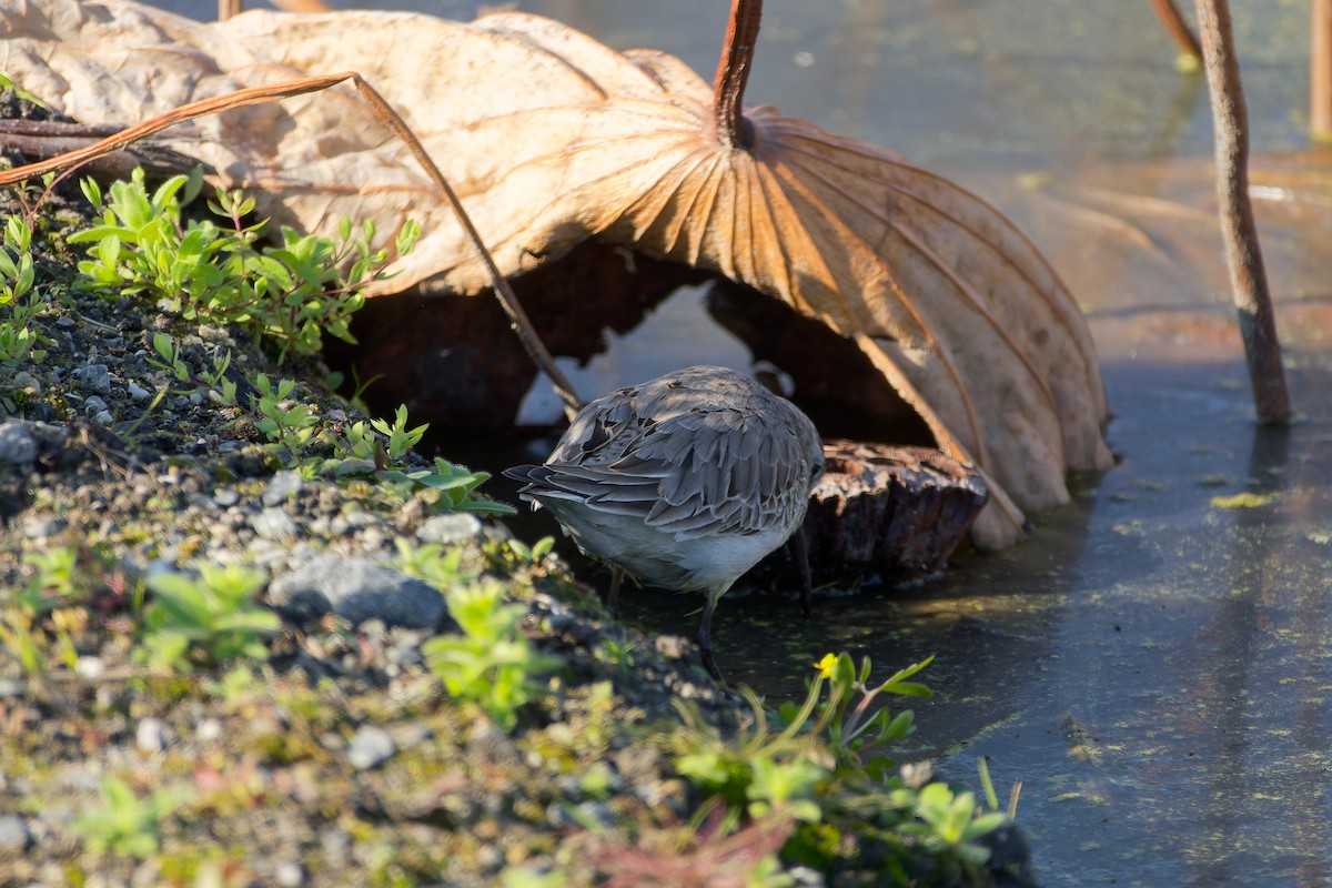 myrsnipe - ML646558795