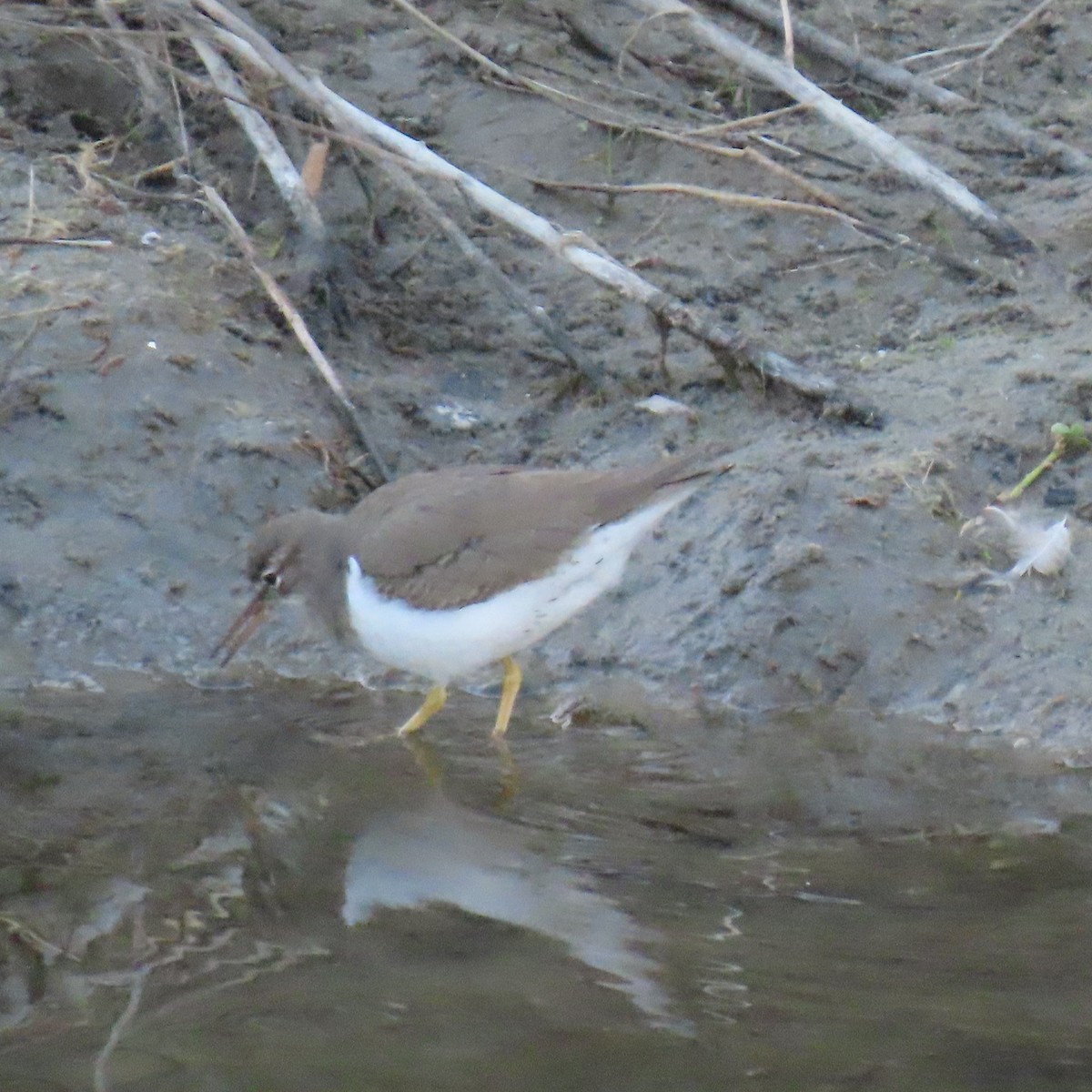 Spotted Sandpiper - ML646558796