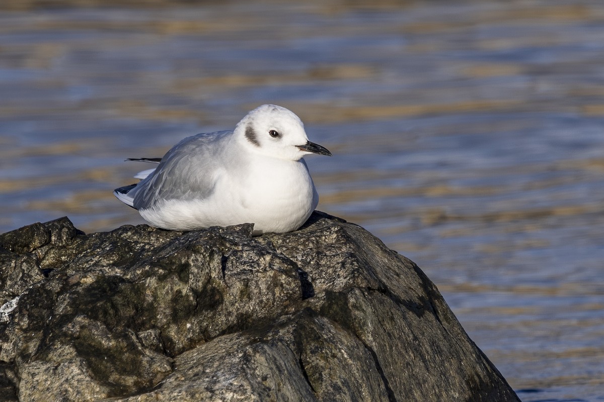 Bonapartemöwe - ML646558799