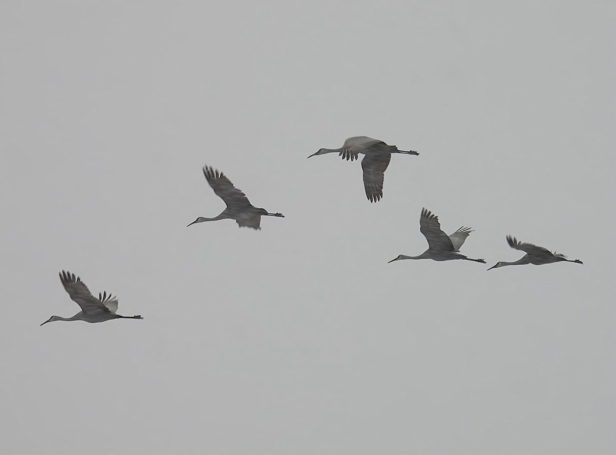 Орог тогоруу - ML646558800