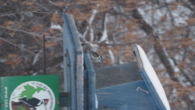 Haarspecht - ML646558803