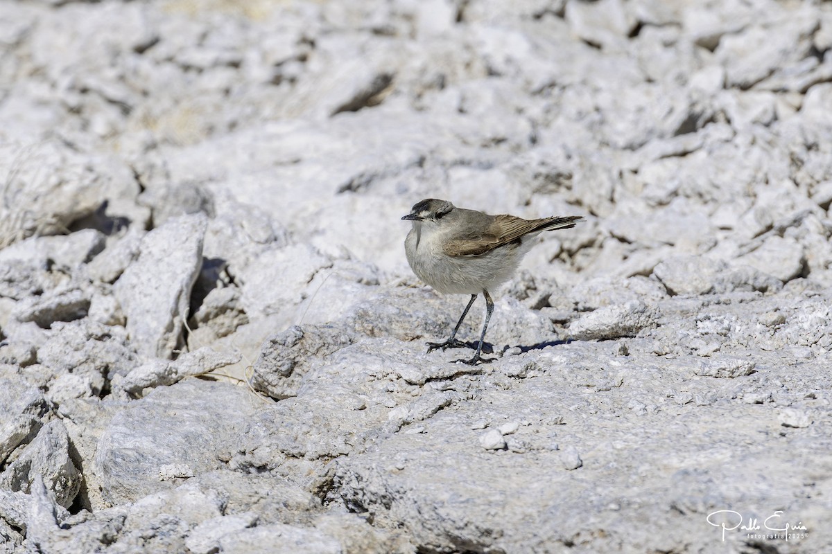 Black-fronted Ground-Tyrant - ML646558804