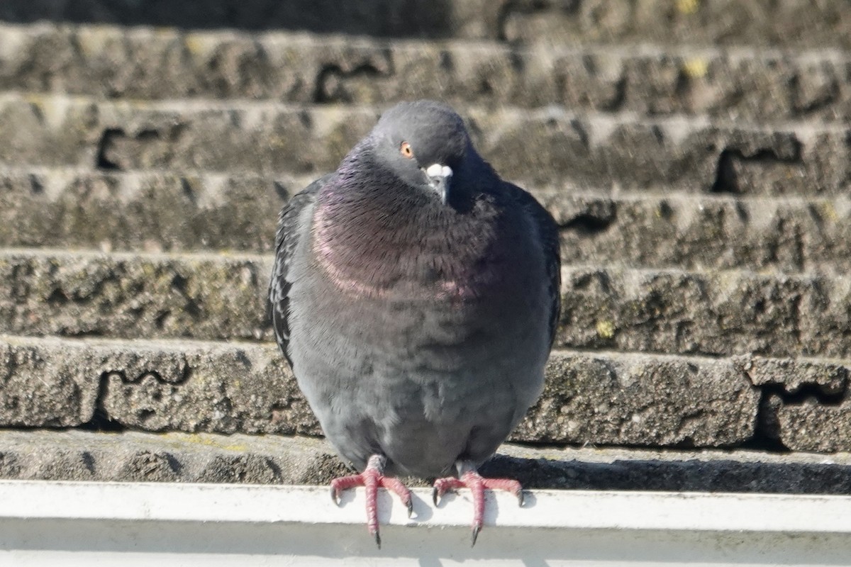 Rock Pigeon (Feral Pigeon) - ML646558807