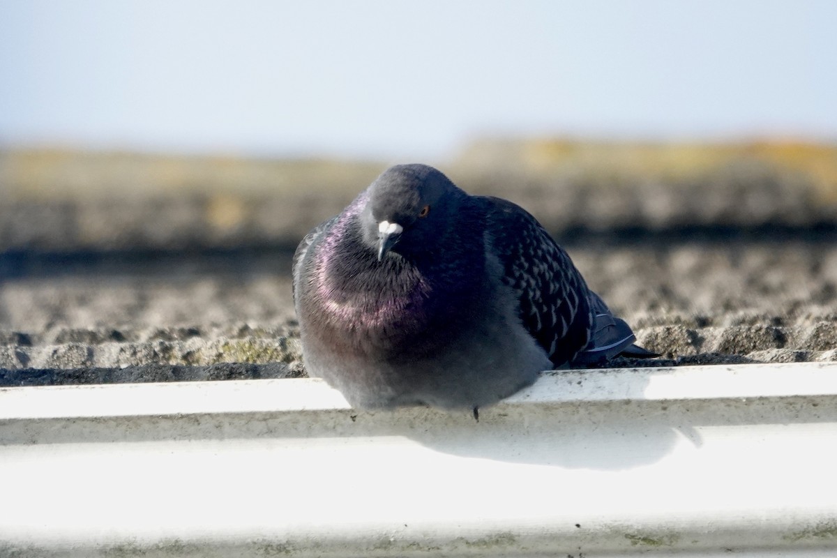 Rock Pigeon (Feral Pigeon) - ML646558808