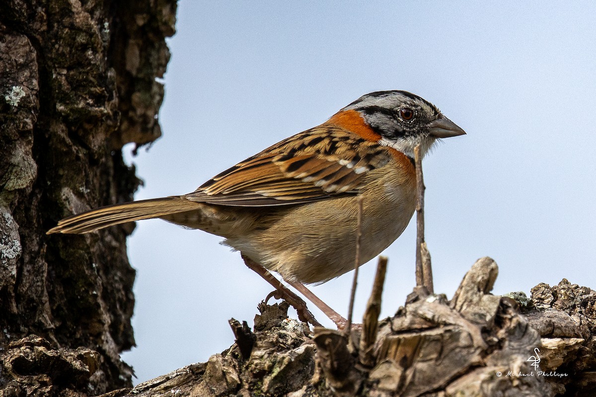 Morgenammer - ML646558809